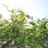 Carpinus betulus 40-60 cm vanaf november leverbaar